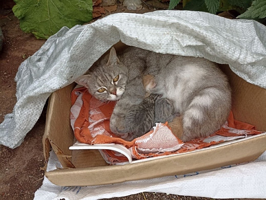 Кошку с новорожденными котятами выбросили на помойку в Приволжске